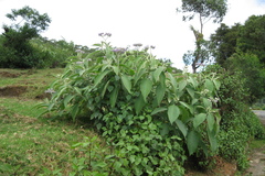 Solanum verbascifolium
